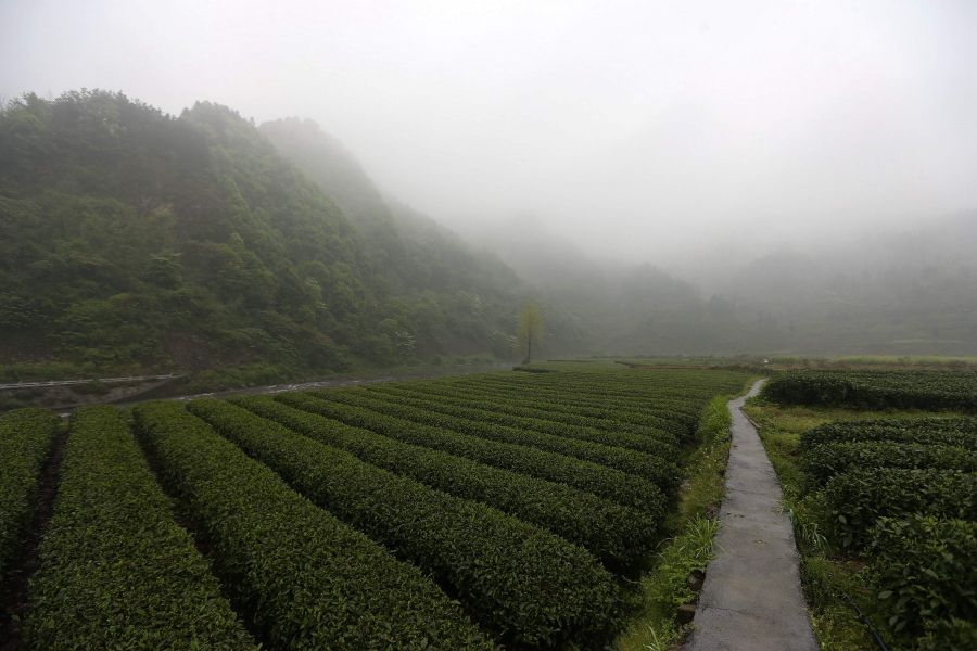 農(nóng)行重慶秀山支行通過公司、基地、農(nóng)戶支持當(dāng)?shù)剞r(nóng)民走上脫民致富